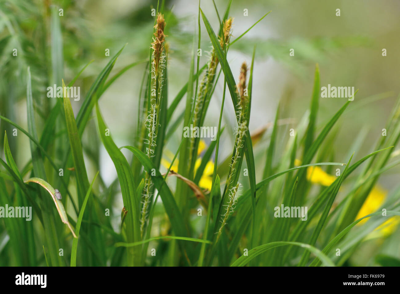 Holz-Segge (Carex Sylvatica). Blühende Pflanze in der Familie Cyperaceae, wächst in einem britischen Waldgebiet Stockfoto