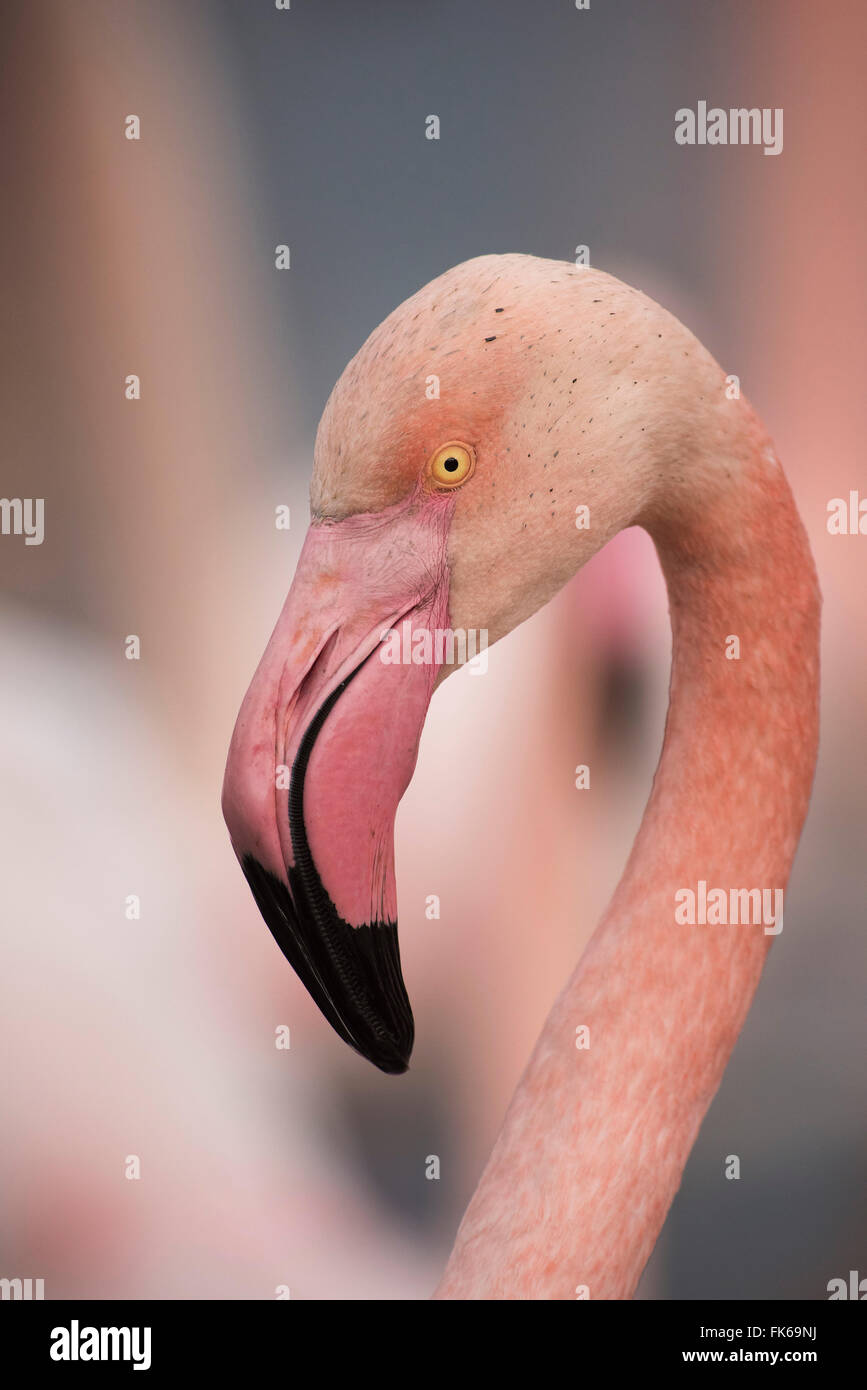 Rosa Flamingo, Camargue, Frankreich, Europa Stockfoto