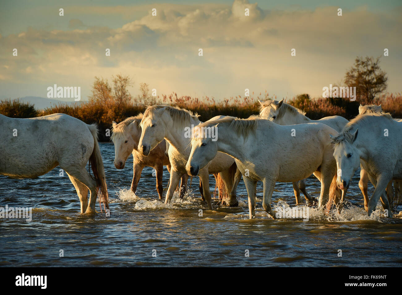 Wilde weiße Pferde, Camargue, Frankreich, Europa Stockfoto