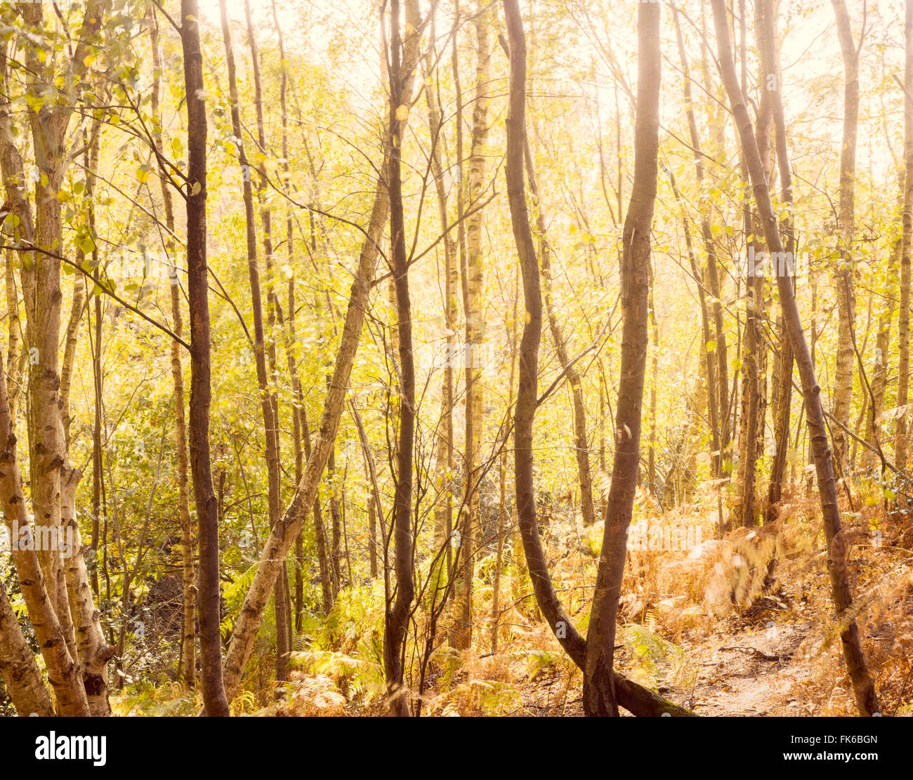 Licht durch die Bäume im Herbst, Vereinigtes Königreich, Europa Stockfoto