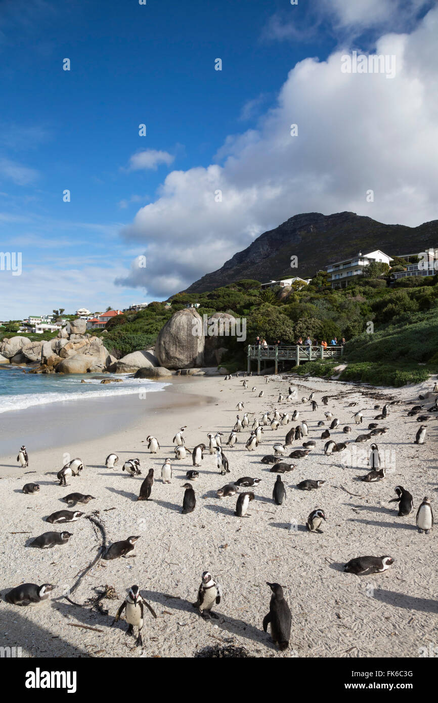 Afrikanische Pinguine (Spheniscus Demersus) am Foxy Beach, Table Mountain National Park, Simons Town, Kapstadt, Südafrika Stockfoto