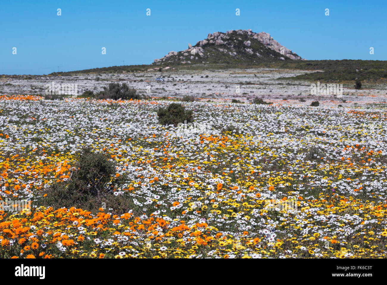 Frühling Wildblumen, Postberg Abschnitt West Coast National Park, Western Cape, Südafrika, Afrika Stockfoto