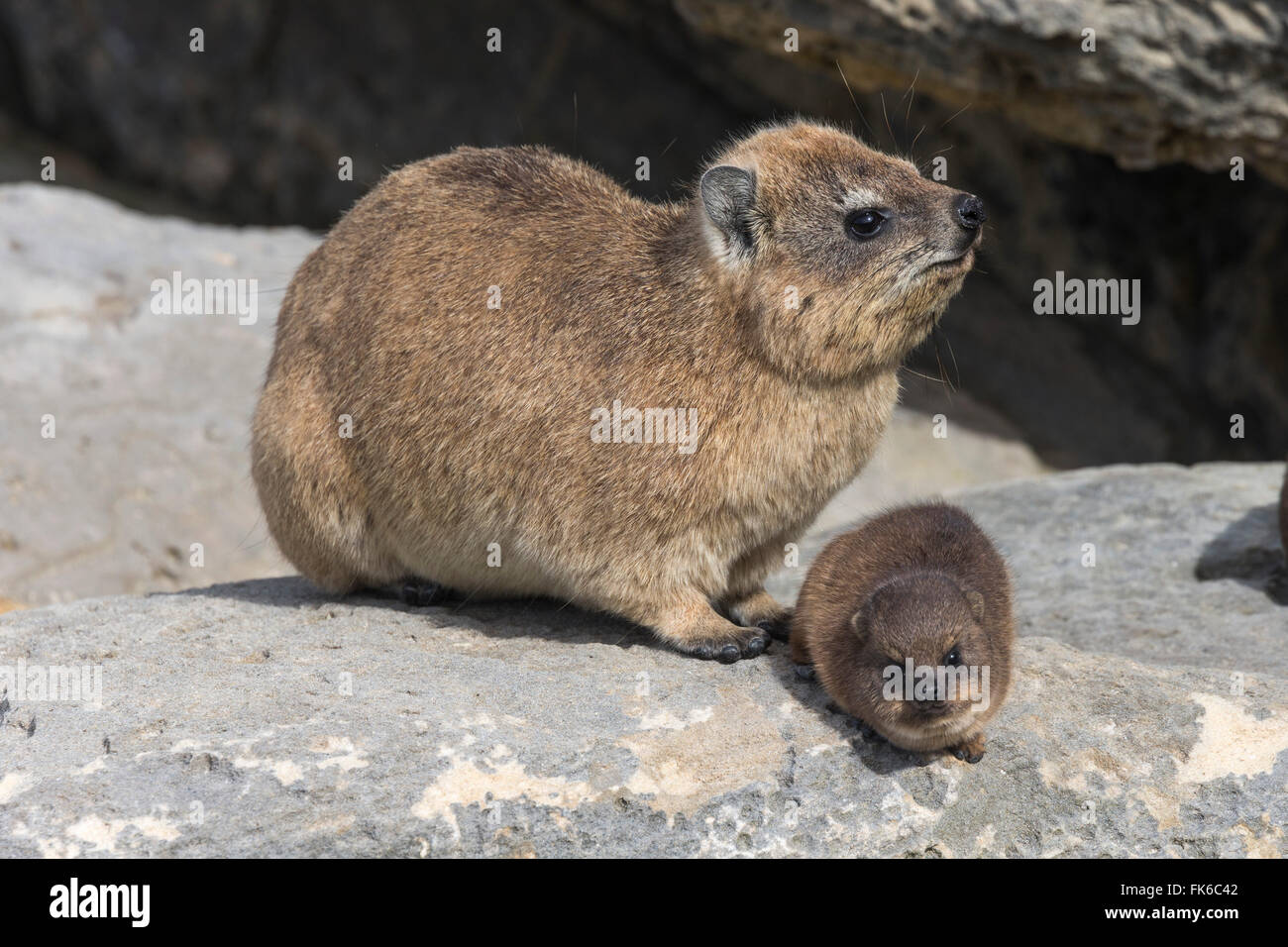 Rock Hyrax (Klippschliefer) (Procavia Capensis), mit Baby, De Hoop Nature reserve, Western Cape, Südafrika, Afrika Stockfoto