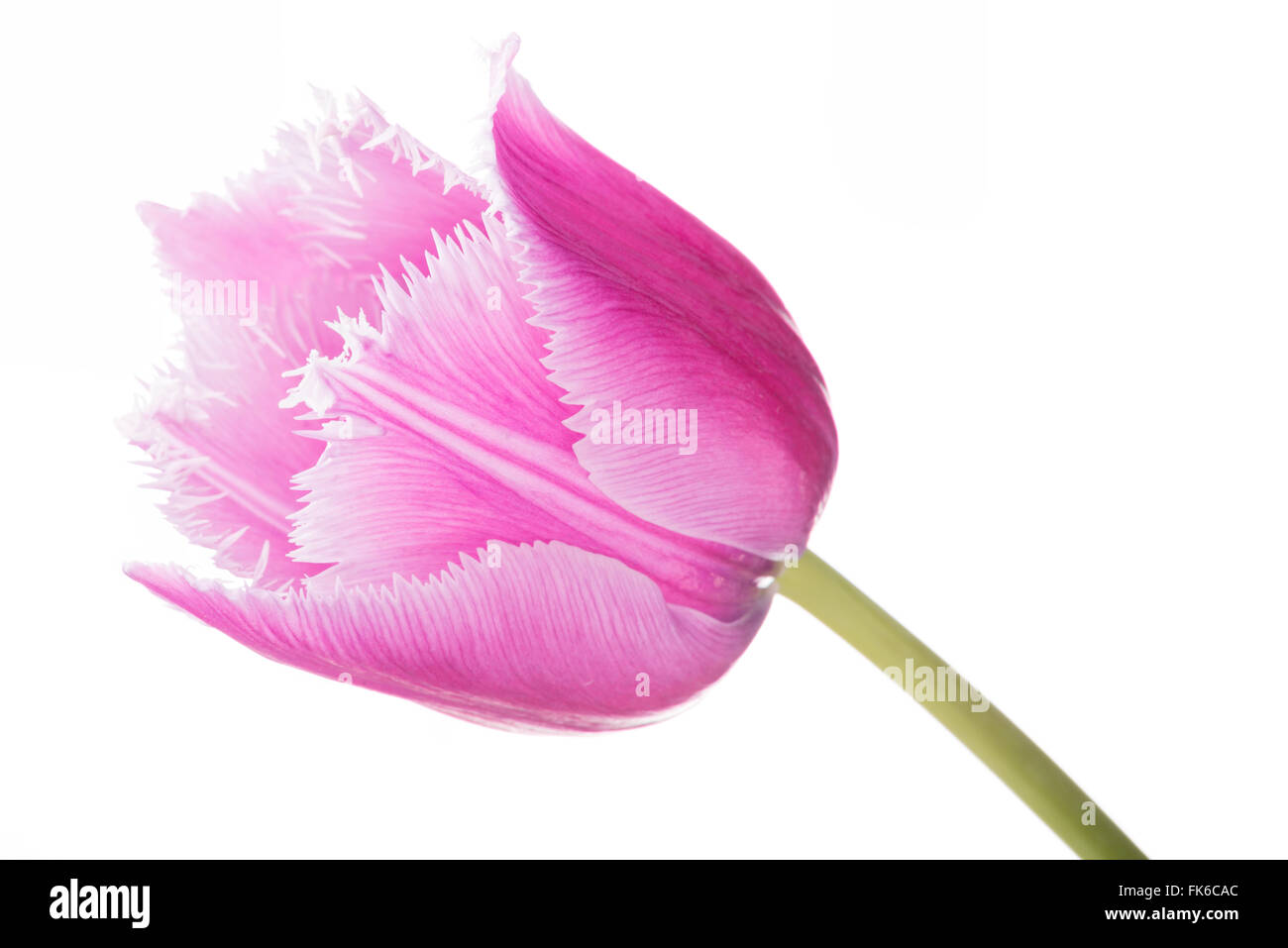Nahaufnahme einer rosa gefranste Tulpe Tulipa Crispa, auf weißem Hintergrund Stockfoto