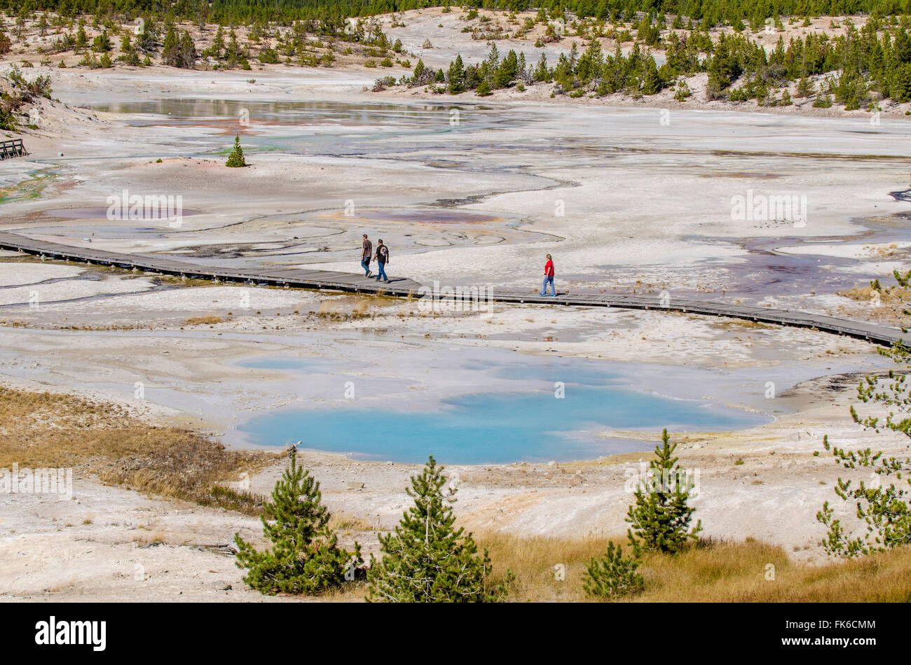 Norris Geyser Basin, Yellowstone National Park, UNESCO World Heritage Site, Wyoming, Vereinigte Staaten von Amerika, Nordamerika Stockfoto