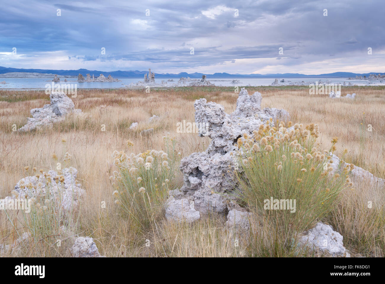 Greenes Rabbitbrush wächst unter den Tuffstein erhebt sich nahe dem Ufer des Mono Lake, Kalifornien, Vereinigte Staaten von Amerika Stockfoto