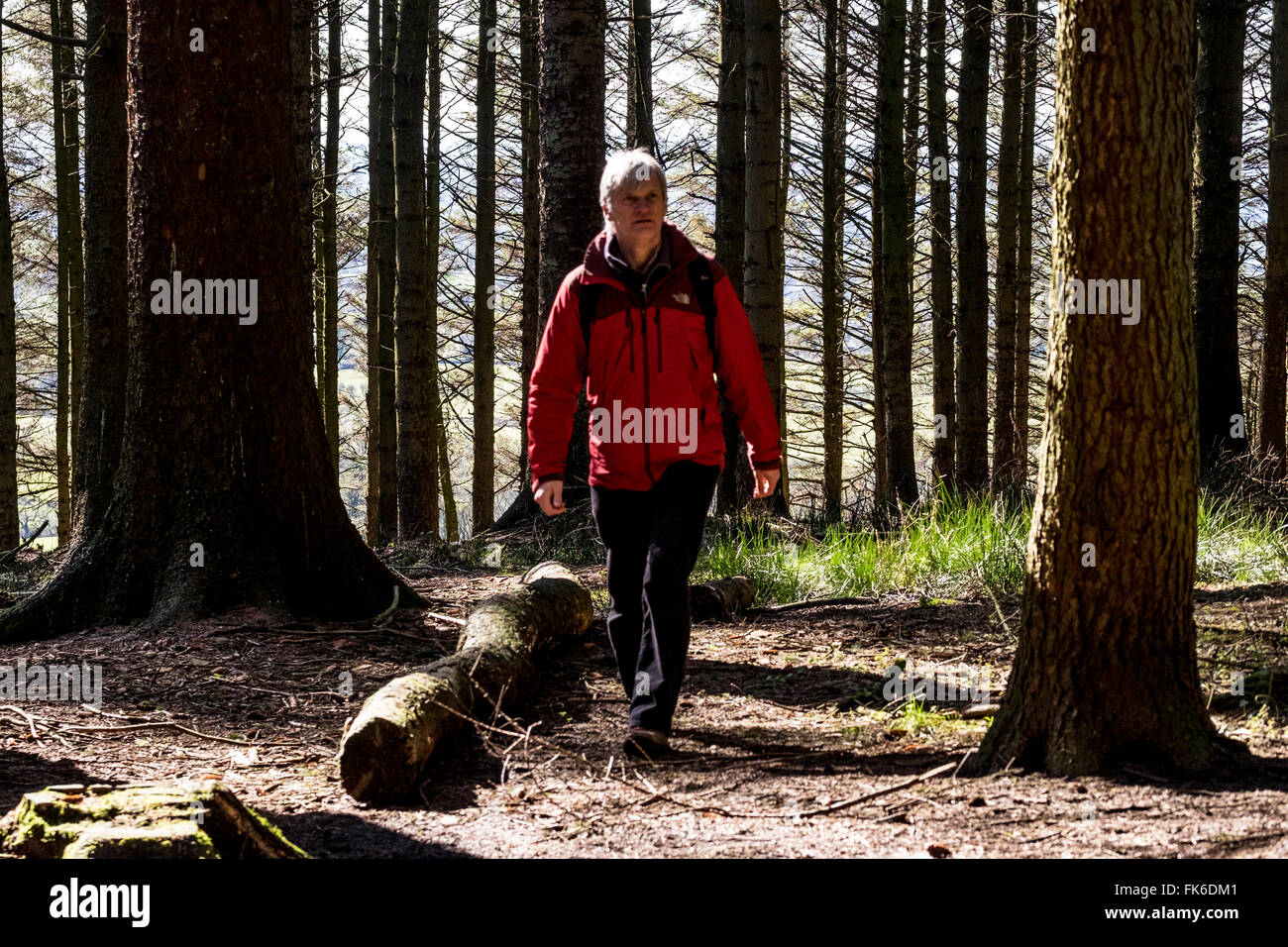 Mann in rote Jacke zu Fuß durch Bäume am Beacon fiel in Lancashire Stockfoto
