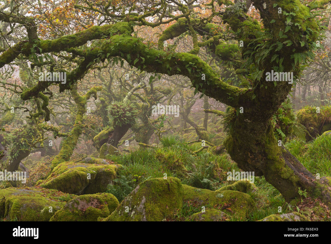 Verkümmert Eichen in das unheimliche und geheimnisvolle Wistman Holz, Dartmoor National Park, Devon, England, Vereinigtes Königreich, Europa Stockfoto