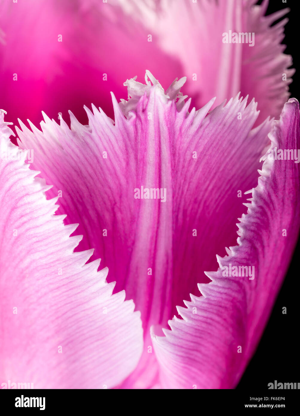 Makro einer rosa gefranste Tulpe Tulipa Crispa auf schwarzem Hintergrund Stockfoto