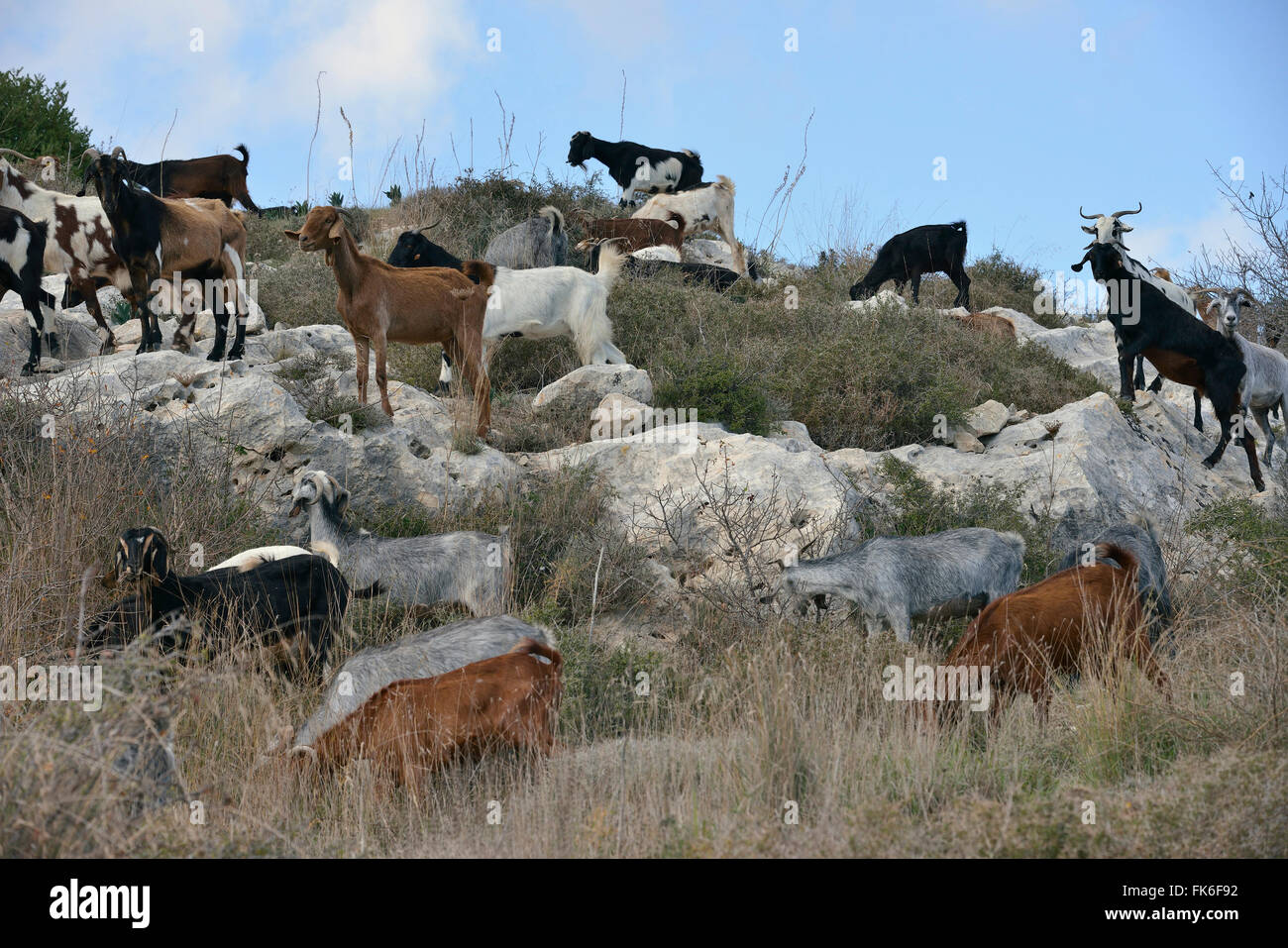 Hausziegen in Garrigue Lebensraum, Akamas, Zypern Stockfoto