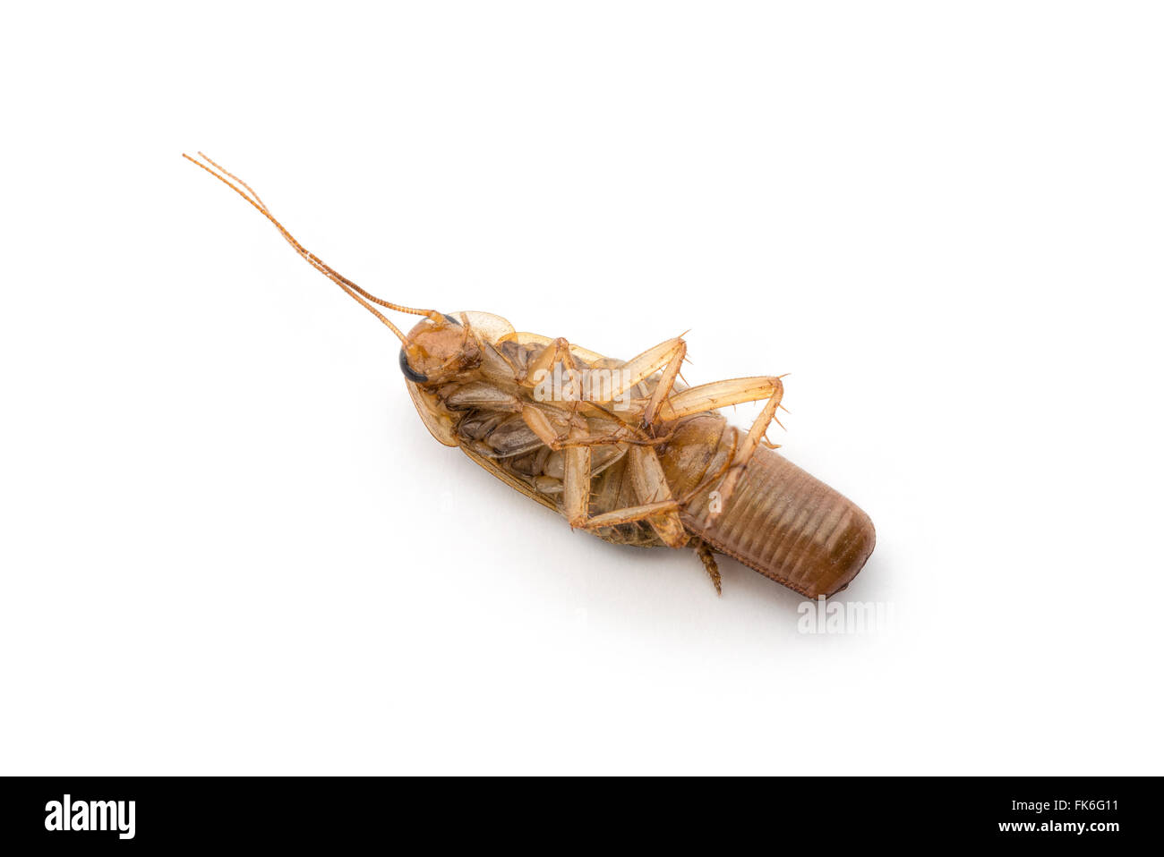 Makro einer tot weibliche Kakerlake mit Larven auf weißem Hintergrund Stockfoto