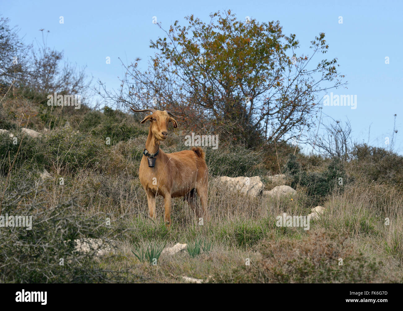 Hausziege in Garrigue Lebensraum, Akamas, Zypern Stockfoto