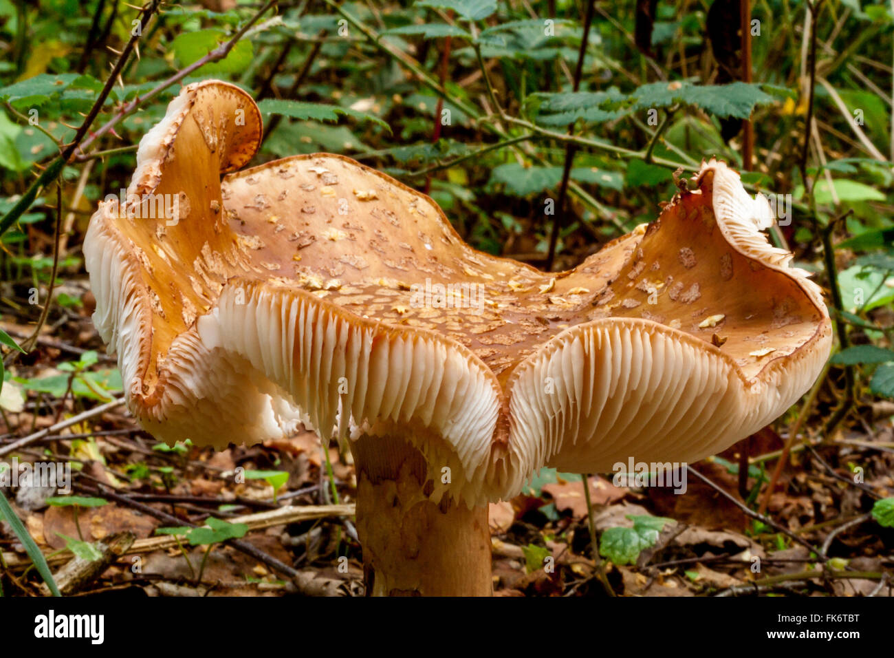 Große gewellte Top Pilze im Wald am Boden mit weißen Kiemen in waldreicher Umgebung. Stockfoto