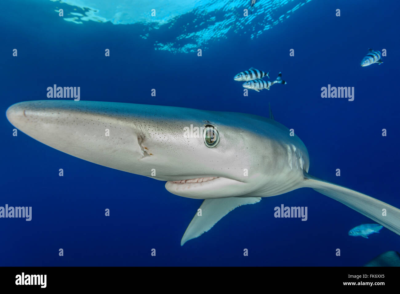 Blue Shark und Pilot Fisch, Prionace Glauca und Naucrates Fortschreitens, Azoren, Portugal, Atlantik Stockfoto