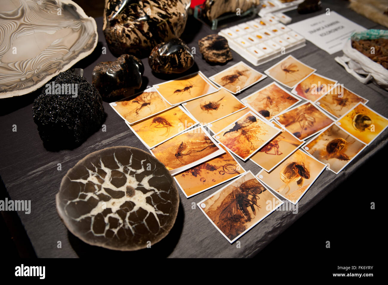 Insekten in Bernstein Bilder liegen am Tisch in Warschau Mineral Expo 2016, 5. März, VI-Ausgabe-Veranstaltung im Palast PKiN gefangen Stockfoto