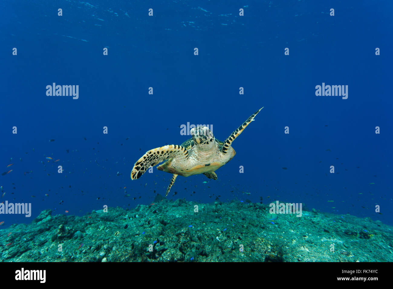 Echte Karettschildkröte (Eretmochelys Imbricata) durch ein Riff schwimmen. Banda Neira, Molukken, Indonesien. 9. Dezember 2009 Stockfoto