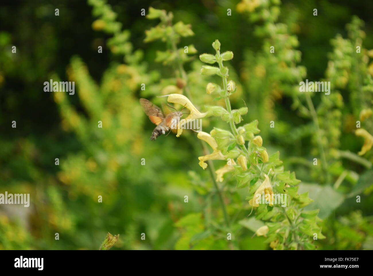 Kolibri-Hawk-Moth durch eine Blume Stockfoto