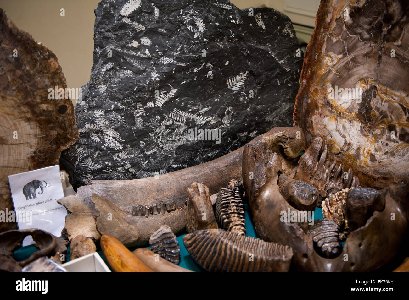 Abwechslungsreiche Fossilien-Ausstellung in Warschau Mineral Expo 2016, 5. März, VI-Ausgabe-Veranstaltung im Palast der Kultur und Wissenschaft, Polen Stockfoto