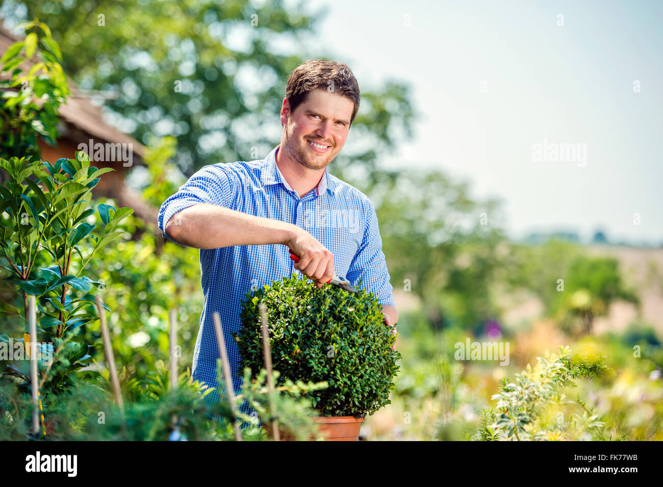 Gut aussehend Gärtner beschneiden wenig Buchsbaum Strauch, grünen sonnigen natur Stockfoto