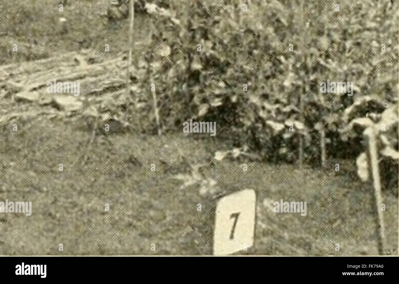 "Elemente der philippinischen Landwirtschaft" (1908) Stockfoto