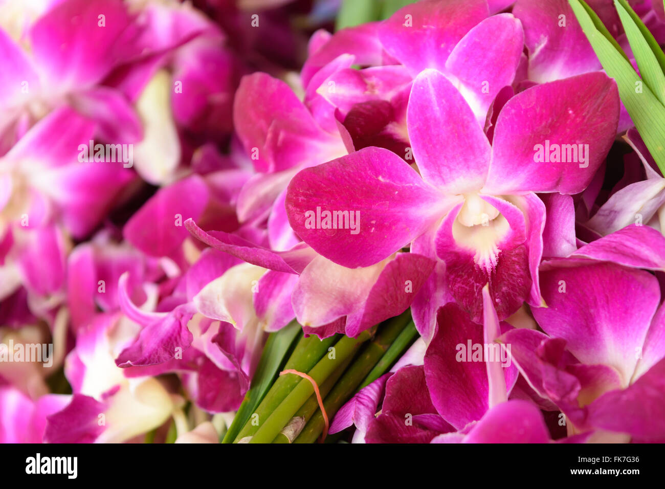 lila Orchidee für verehren Buddha im Tempel Stockfoto