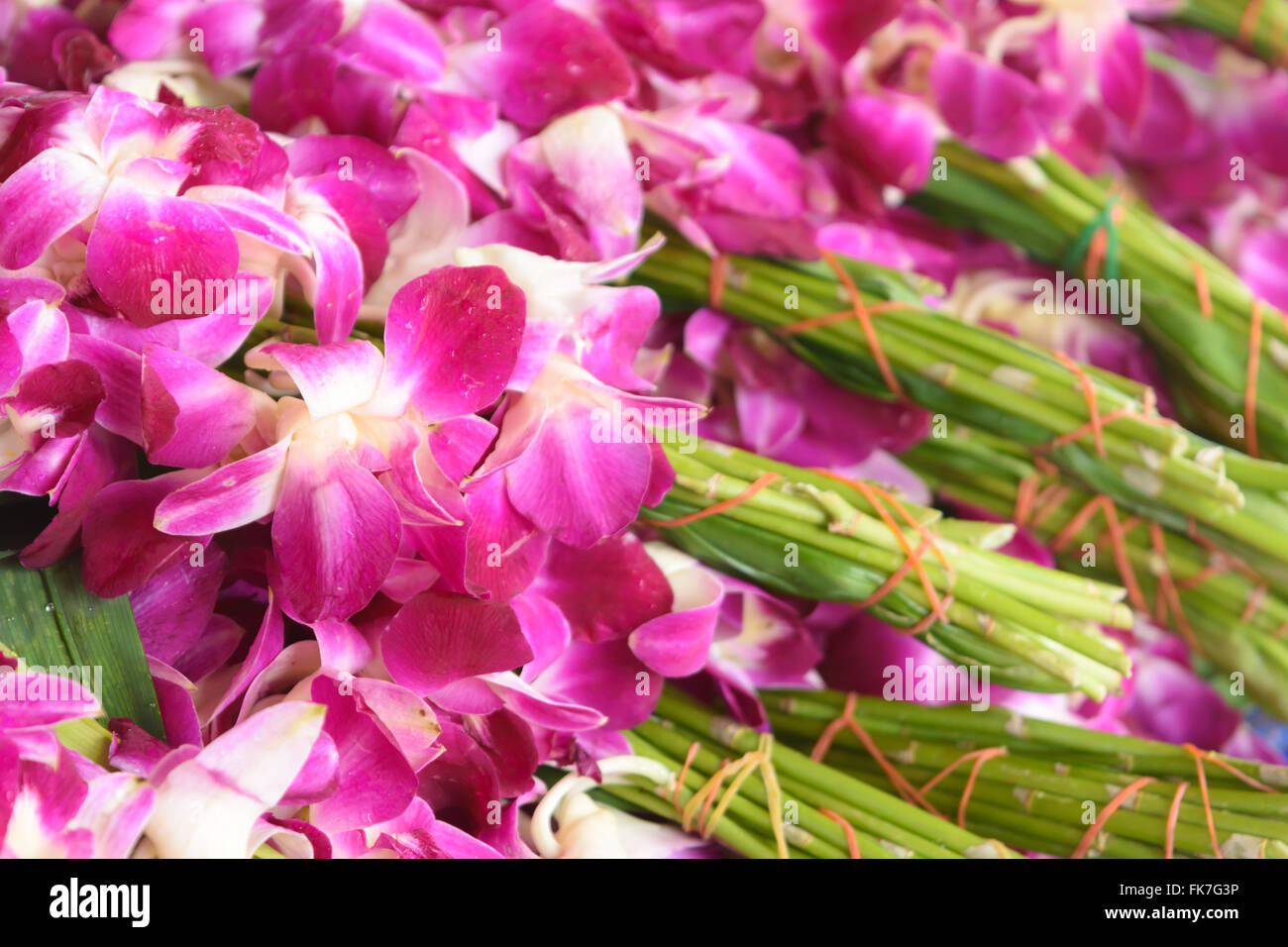 lila Orchidee für verehren Buddha im Tempel Stockfoto