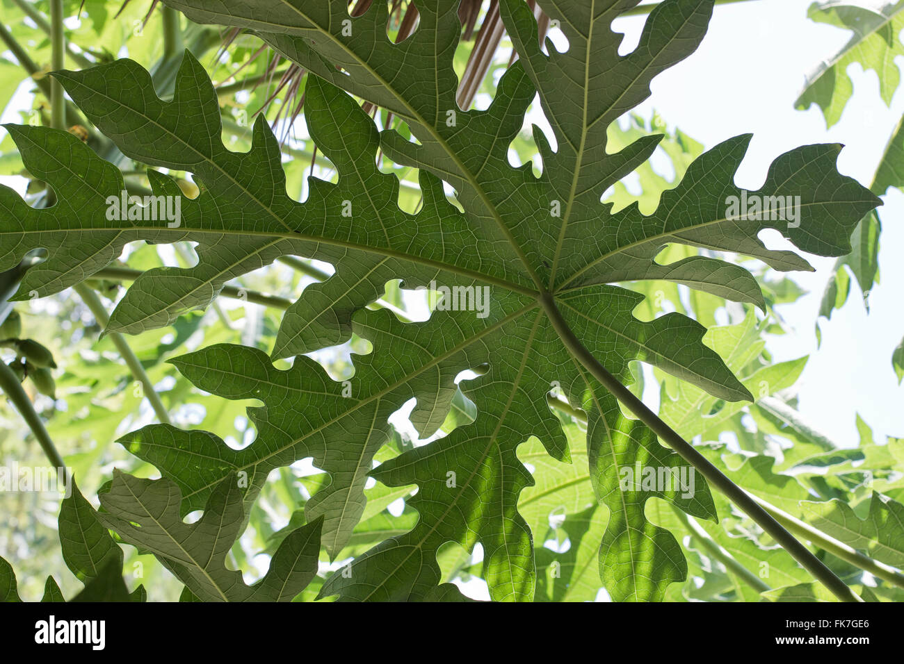 Papaya blätter Stockfotos und bilder Kaufen Alamy