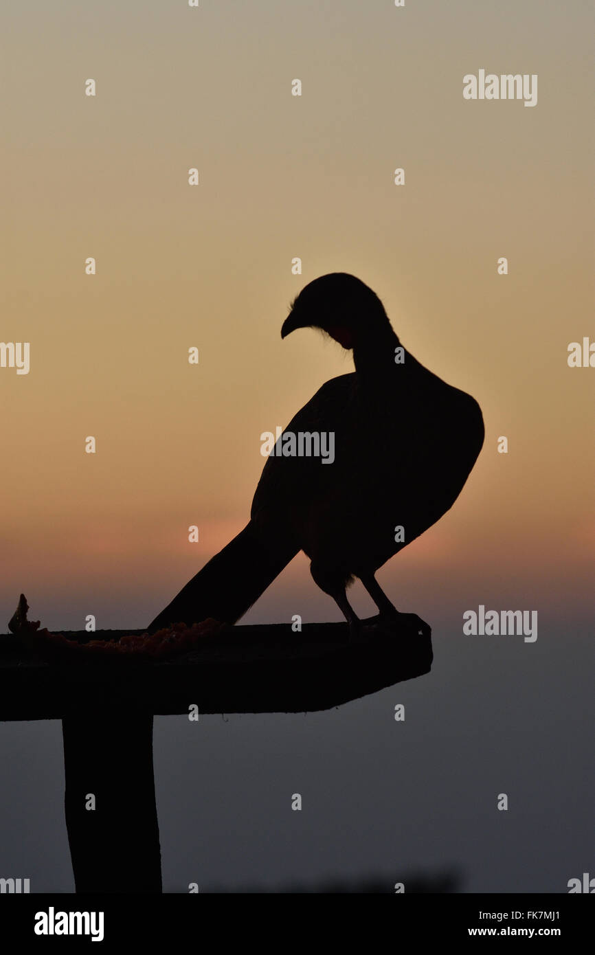 Guan Vogel Stockfotos Und Bilder Kaufen Alamy