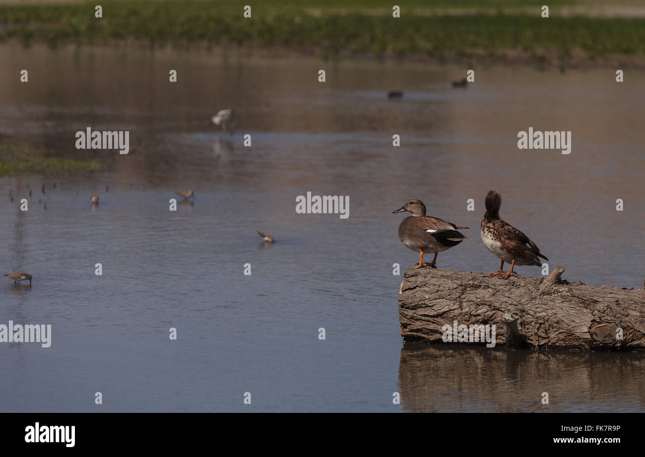 Petrol / Zimt Ente, Anas Cyanoptera im San Joaquin Wildlife Reserve Marsh in Irvine, Kalifornien, USA. Stockfoto