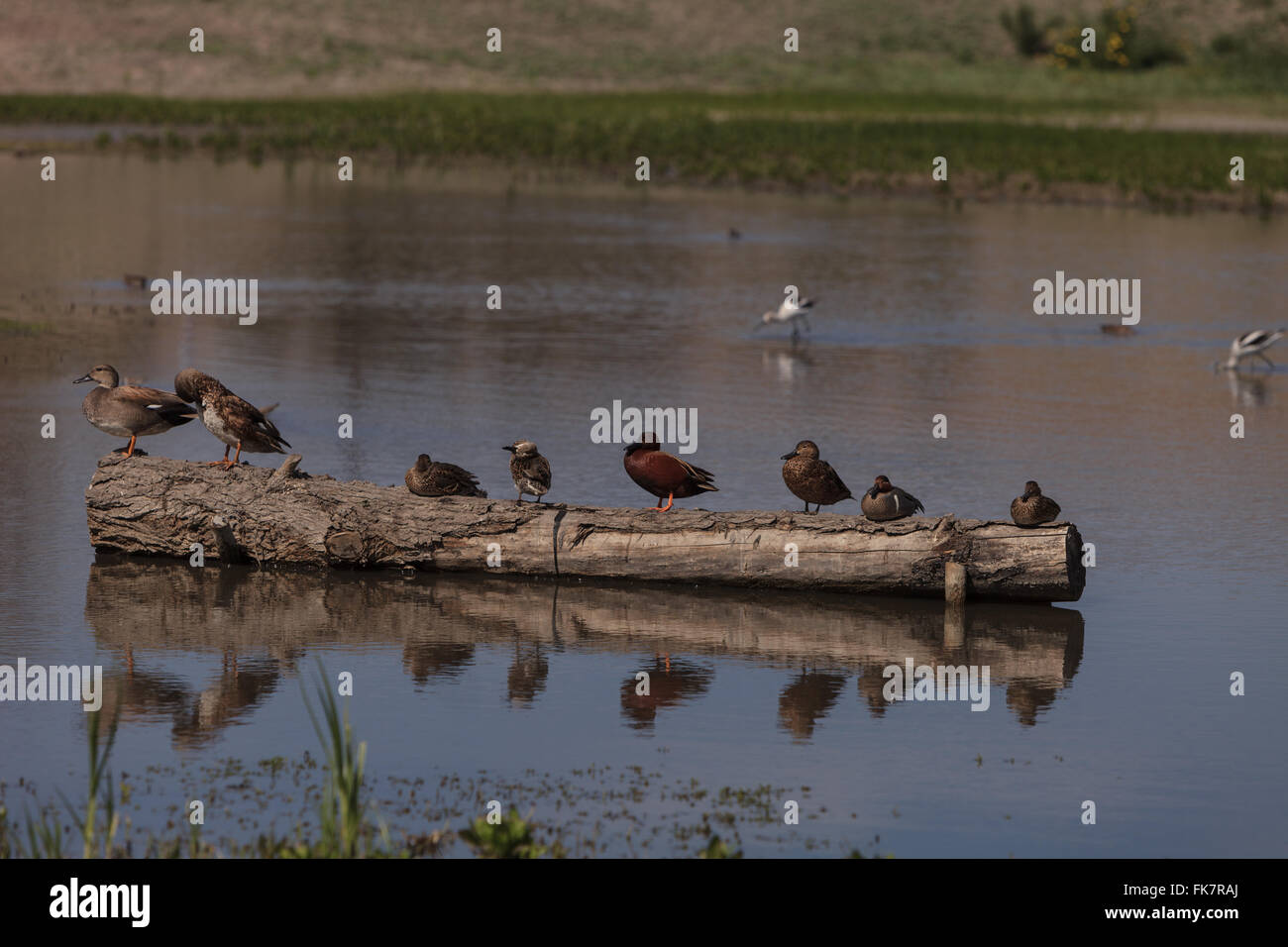 Petrol / Zimt Ente, Anas Cyanoptera im San Joaquin Wildlife Reserve Marsh in Irvine, Kalifornien, USA. Stockfoto