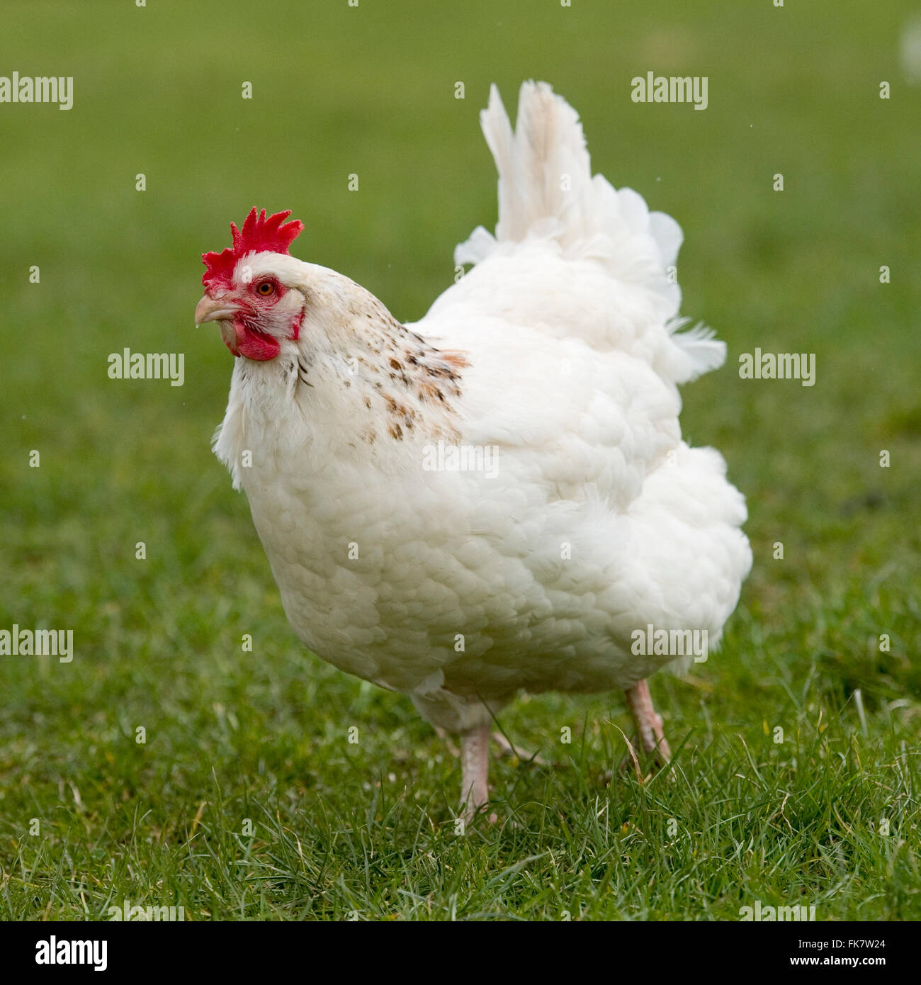 weißes Huhn Stockfoto