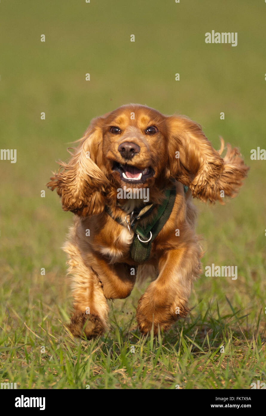 Laufende sprocker Stockfoto