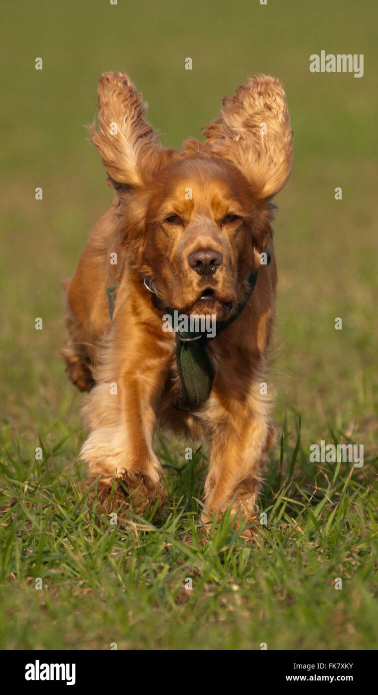 Laufende sprocker Stockfoto