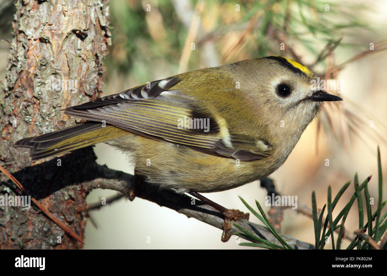 Wintergoldhähnchen (Regulus Regulus) Stockfoto