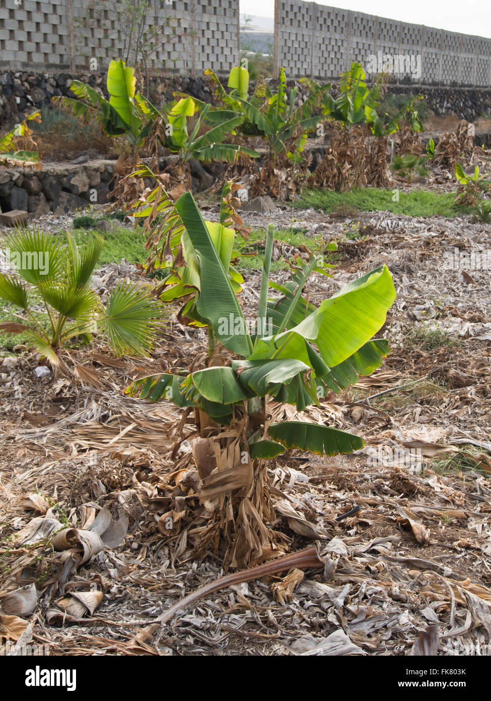 Hartnäckige Bananenpflanze sprießen neu in einem sonst verlassenen Plantage in Teneriffa-Kanarische Inseln-Spanien Stockfoto