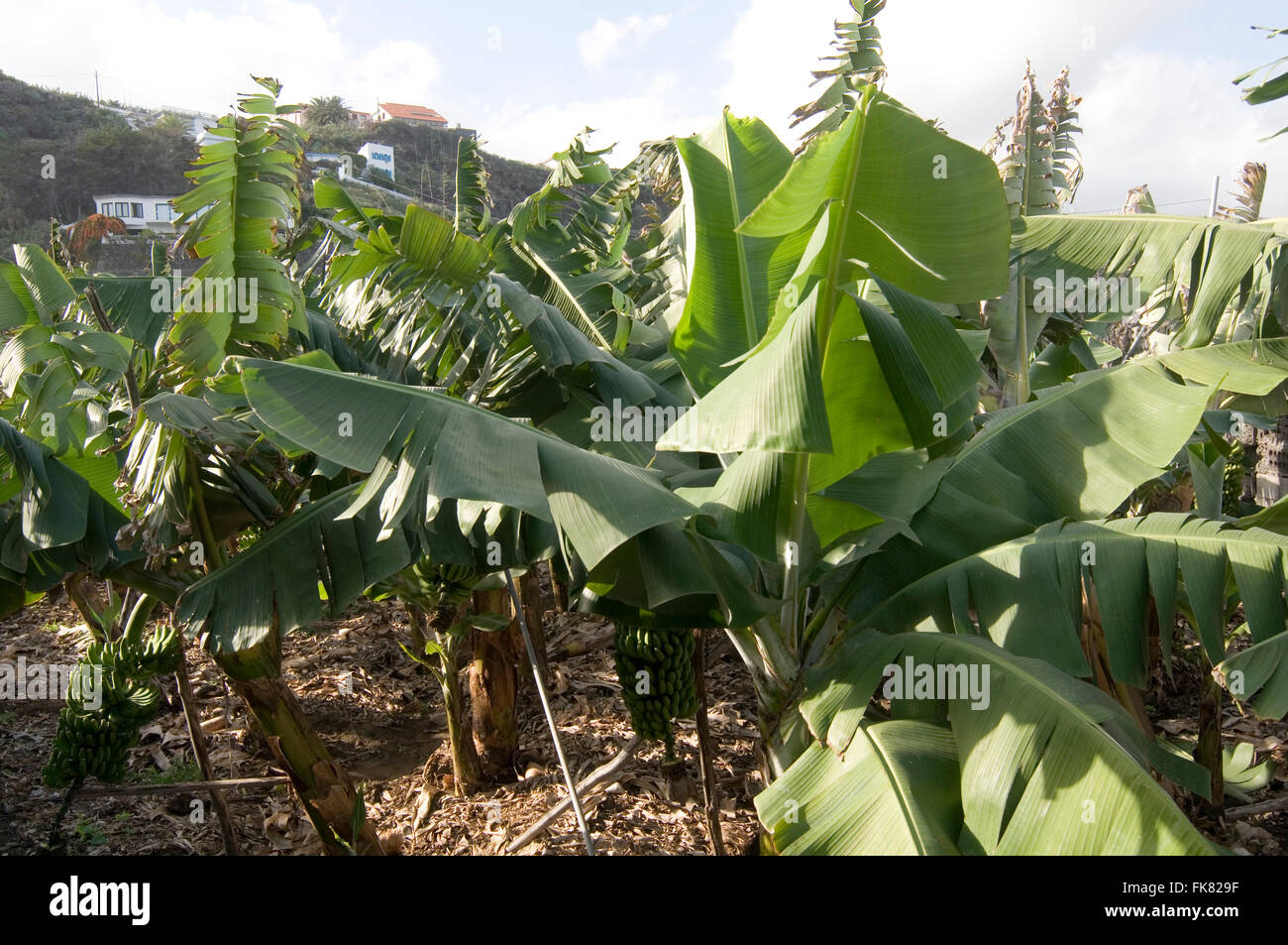 Bananenblatt Blatter Baum Baume Palmen Palmen Wedel Wedel Pflanze Pflanzen Unaufloslichen Plantagen Stockfotografie Alamy