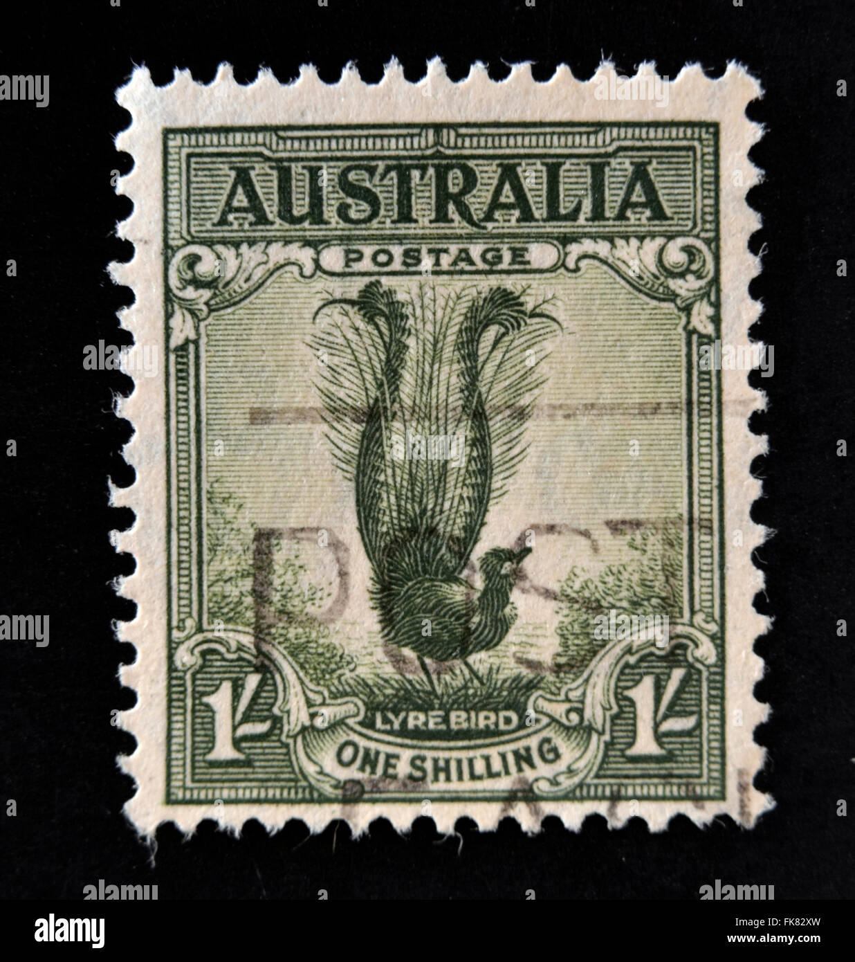 Australien - ca. 1941: eine Briefmarke gedruckt in Australien zeigt männliche hervorragende Leierschwanz, Menura Novaehollandiae, Songbird, ca. 1941 Stockfoto