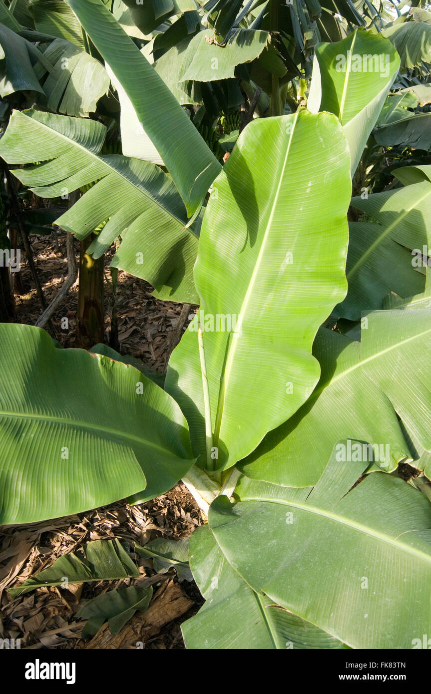 Bananenblatt Blätter Baum Bäume Palmen Palmen Wedel Wedel Pflanze Pflanzen unauflöslichen Plantagen Stockfoto
