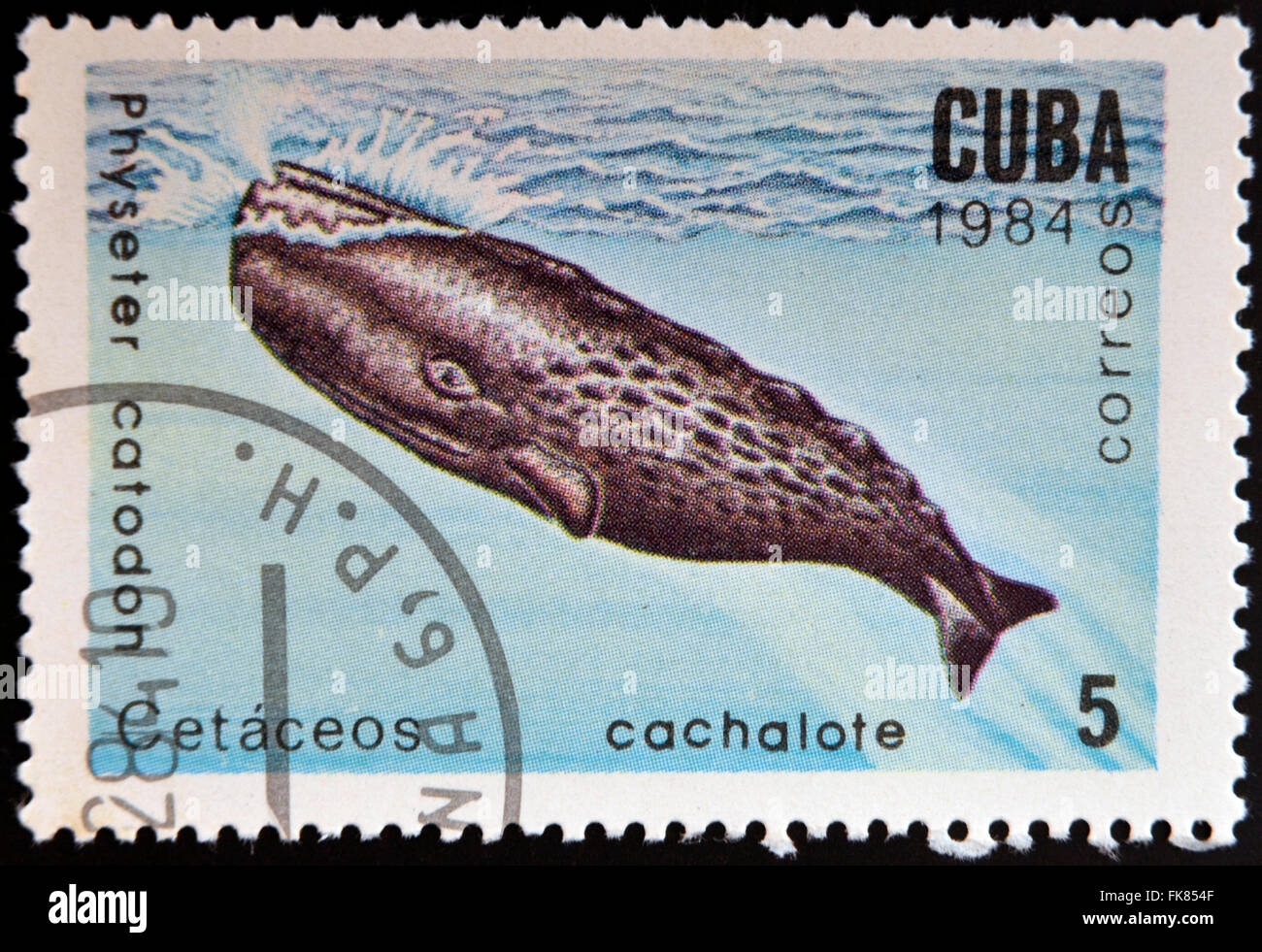 Kuba - CIRCA 1984: Briefmarke gedruckt in Kuba zeigt Pottwal, Physeter Catodon, ca. 1984 Stockfoto