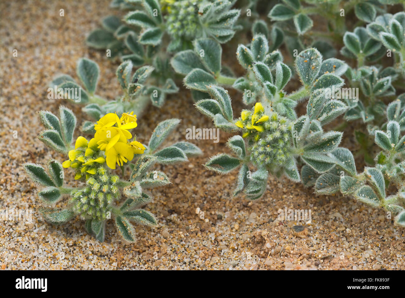 Coastal Medick (Medicago Marina), Costa Verde, Sardinien, Italien Stockfoto