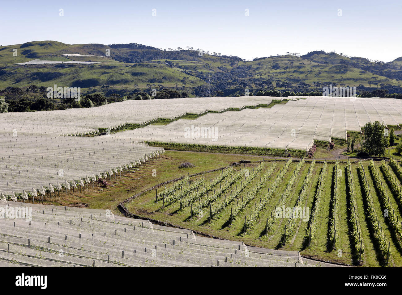 Pflanzung von Trauben für den Wein - Wein Dorf Francioni - Sierra Santa Catarina Stockfoto