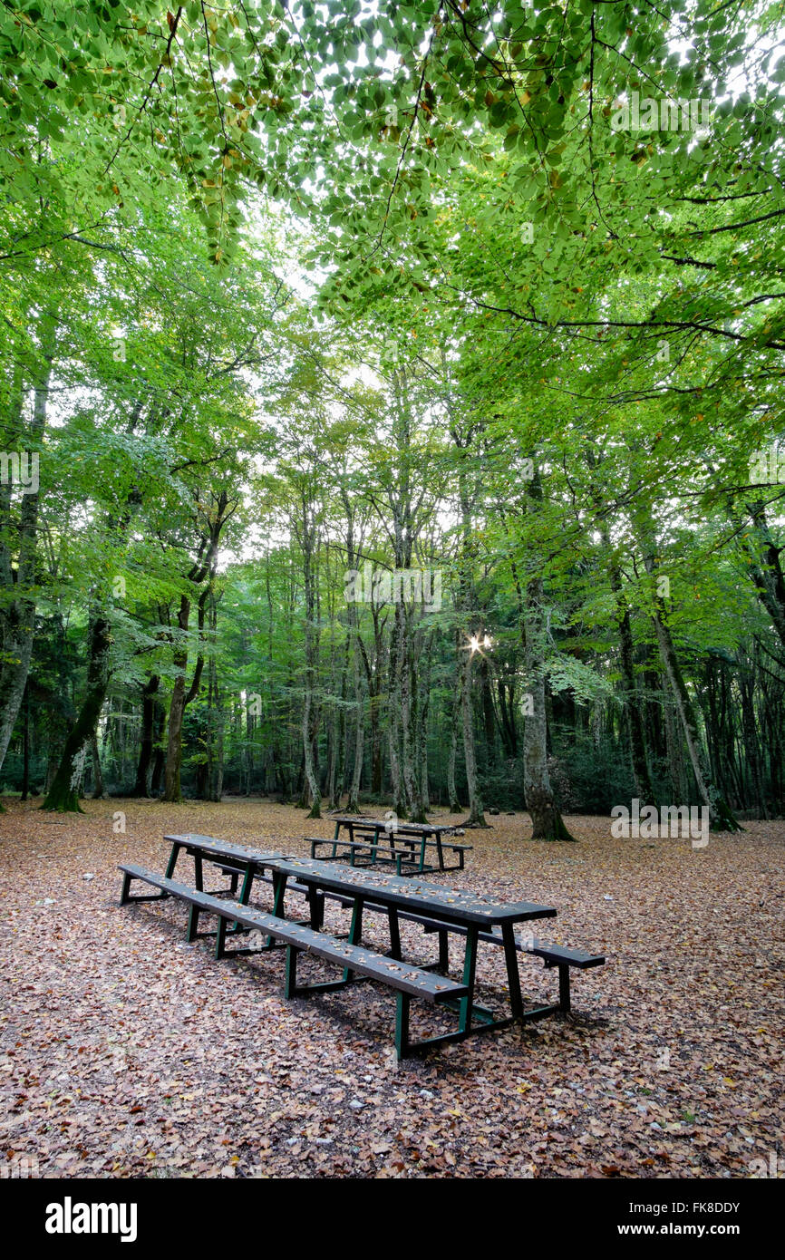 Waldlichtung mit Picknicktischen einsame Blatt bedeckt. Stockfoto