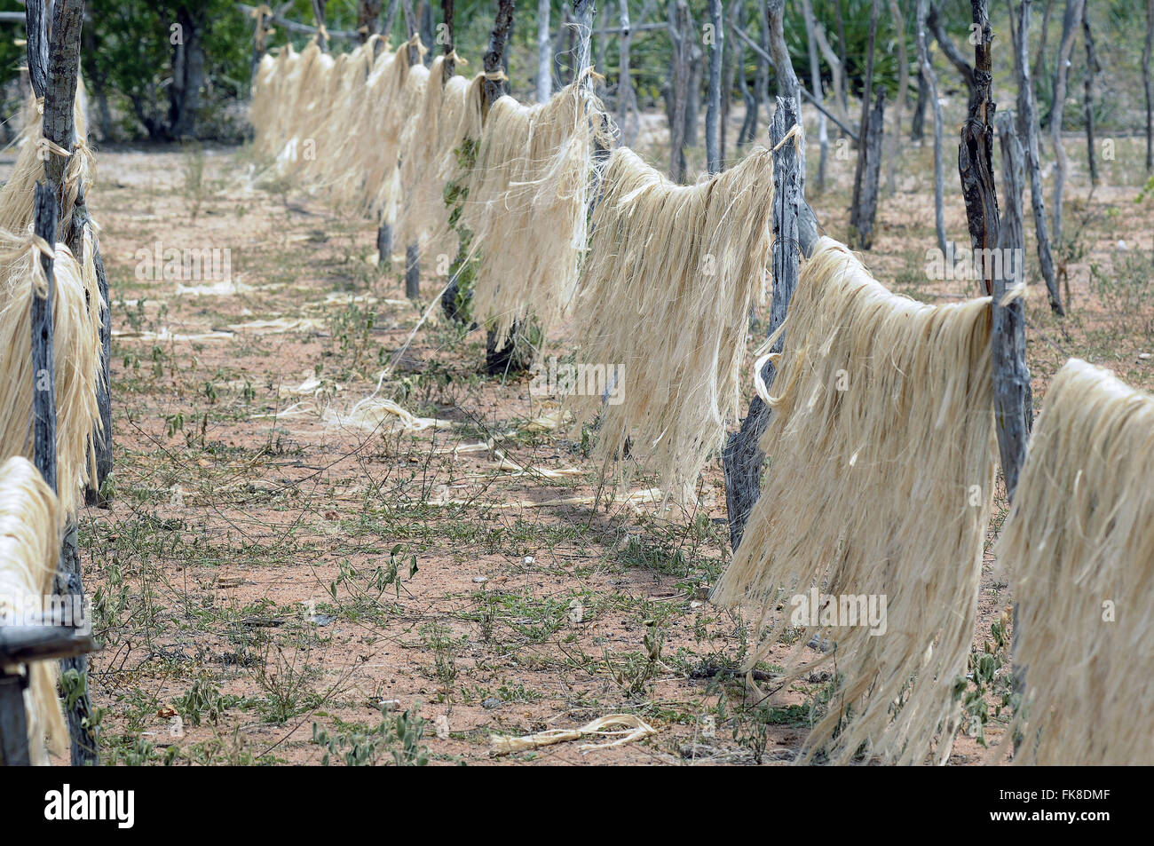 Trocknen der Fasern im Feld - Region Gebiet von Sisal Stockfoto