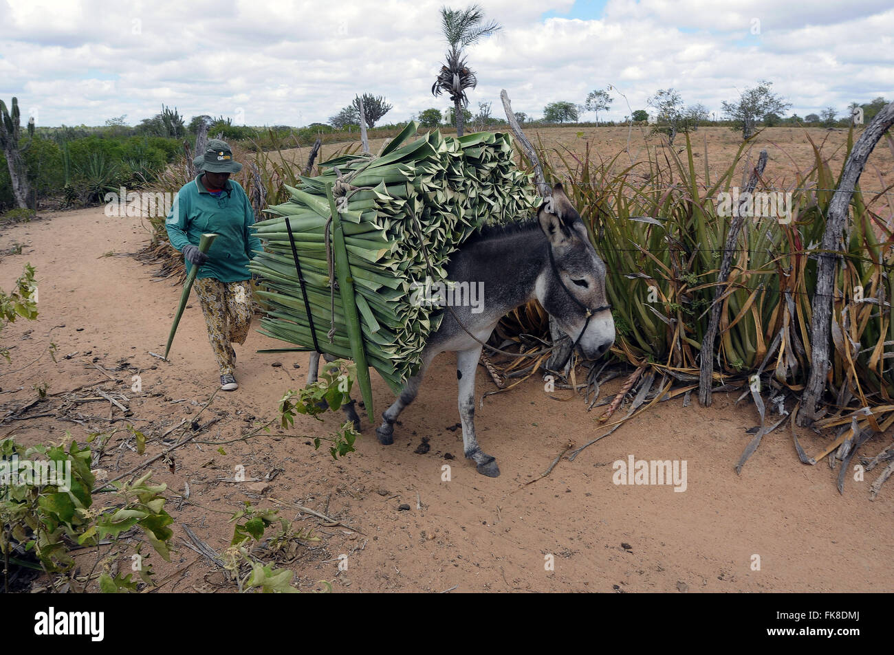 Arbeiten führende Esel beladen mit Sisal-Blätter für die Zerkleinerung Stockfoto
