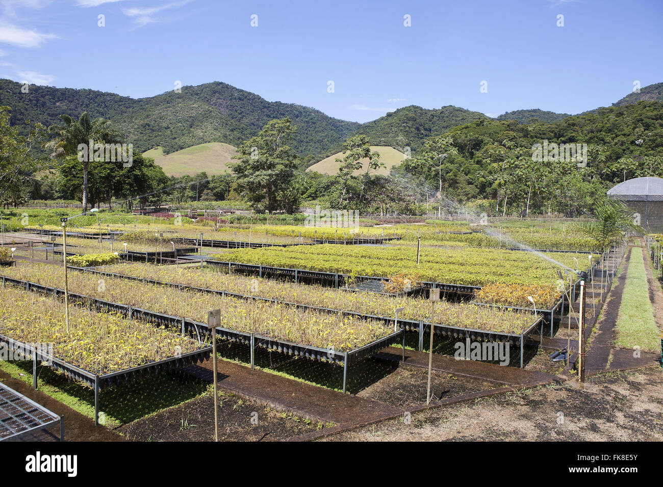 Bewässerung der Plantage von Setzlingen für die Wiederaufforstung des Atlantischen Regenwaldes Systems auf dem Lande Stockfoto