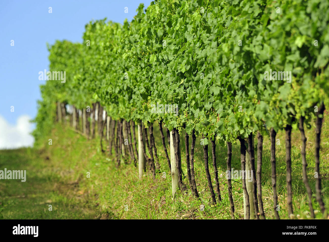 Trauben-Plantage in der Weinindustrie auf dem Lande Stockfoto