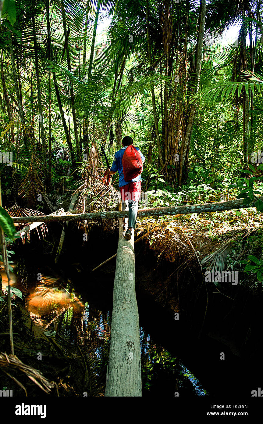 Native Acai tragen in den Amazonas-Regenwald gesammelt Stockfoto