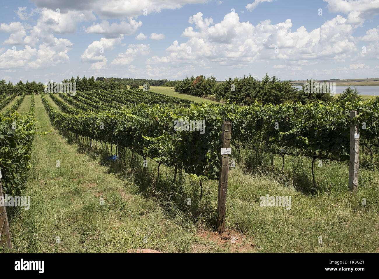 Anbau von Trauben zur Herstellung von Wein in der Region von der Pampa gaucho Stockfoto