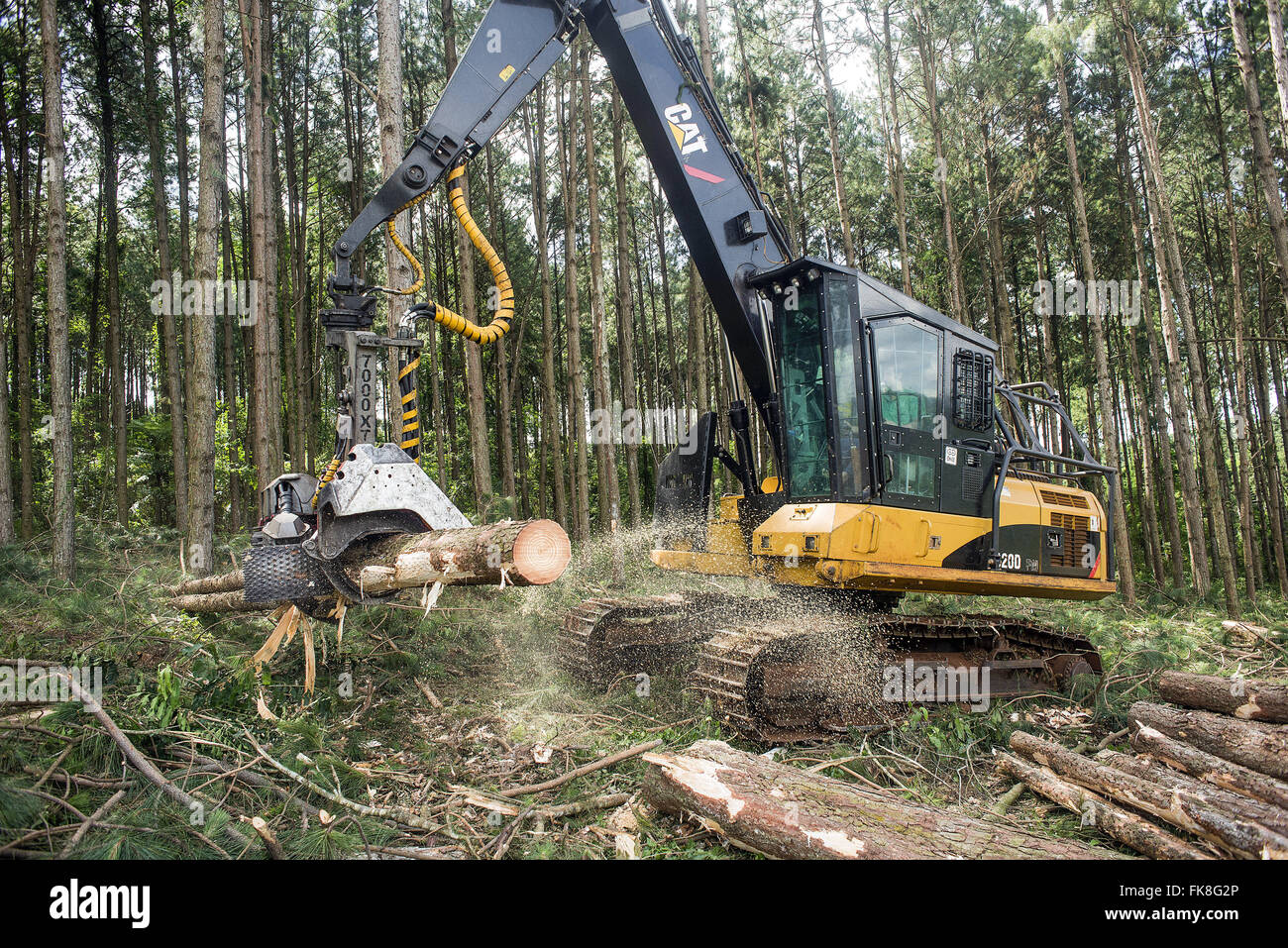 Pinus Elliottii Ernte für die Zellstoff-und Papierindustrie Stockfoto