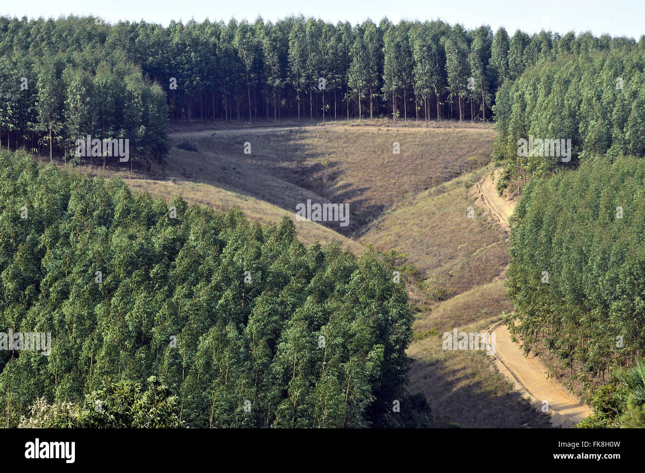 Pflanzung von Eukalyptus Stockfoto Pflanzung von Eukalyptus Stockfoto